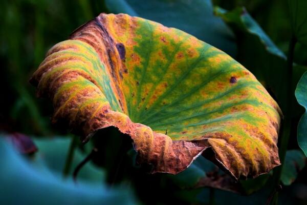 荷花葉子發(fā)黃怎么辦，及時修剪并做好消毒處理