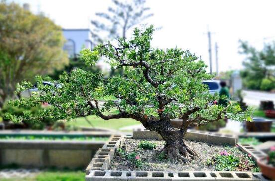 羅漢松可以水培嗎，羅漢松水培養(yǎng)殖方法