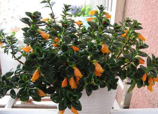 吊蘭有哪些品種，吊蘭的品種圖片大全