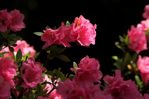杜鵑花開(kāi)花后怎么修剪