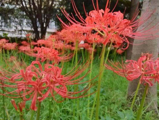 彼岸花怎么種植，老農(nóng)總結(jié)七大種植方法