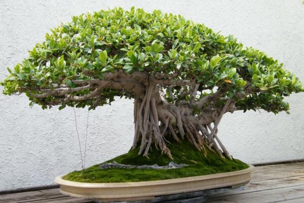 榕樹盆景有什么作用，觀賞、藥用以及風(fēng)水三個(gè)方面