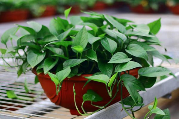 水培綠蘿能移到土中嗎，可以移栽但需先修剪處理