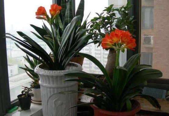 君子蘭施肥時間，早上施肥生長最佳