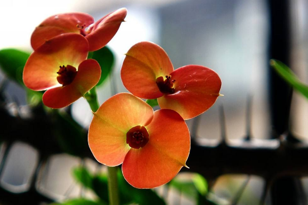 虎刺梅怎么養(yǎng)怎么配土，使用疏松肥沃、通透性較強的土壤