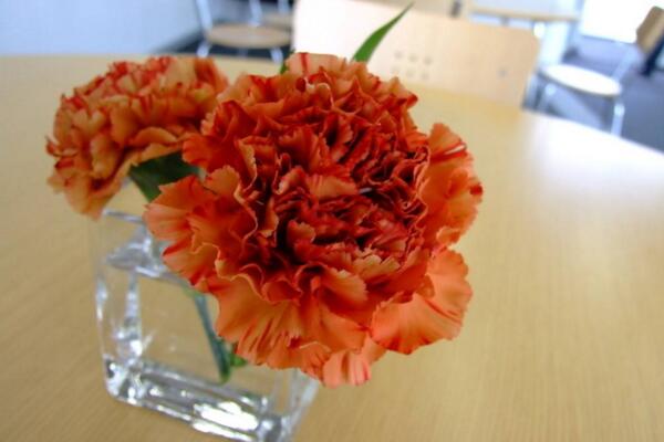 康乃馨插花養(yǎng)護保鮮技巧，延長花期的5大技巧