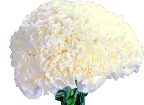 康乃馨的花語是什么，代表著母親我愛你、魅力、尊敬之情