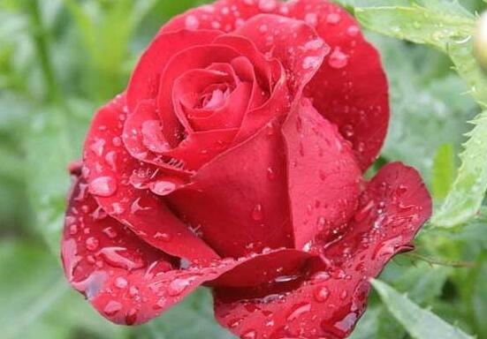 玫瑰花怎么修剪，玫瑰花修剪方法