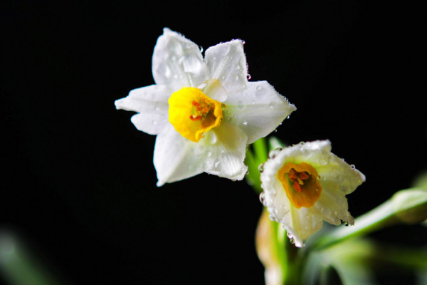 水仙花的養(yǎng)殖方法