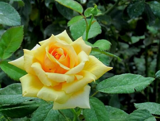 月季花春季管理方法，做好六點必要措施生長健壯