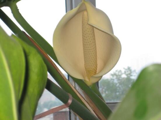 龜背竹什么時候開花，龜背竹養(yǎng)殖5-6年才可開花