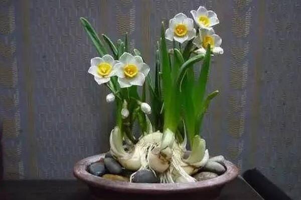 水仙花不開花怎么辦，四種原因以及解決方法