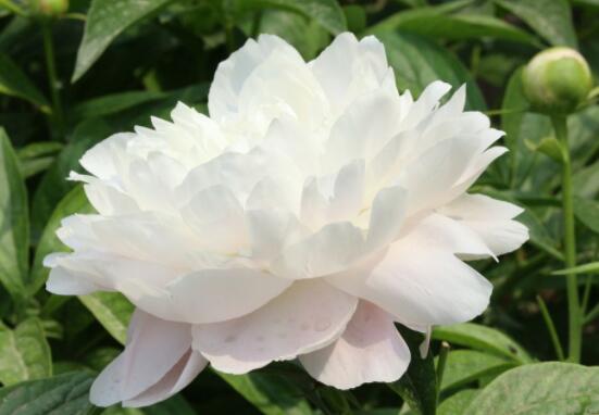 芍藥花能美容嗎，能/美容養(yǎng)顏、舒緩心情