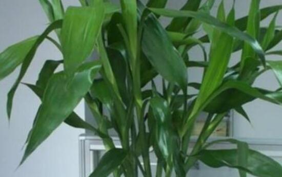 水養(yǎng)富貴竹怎么養(yǎng)才長得好，做好這五大要點生長得青翠欲滴