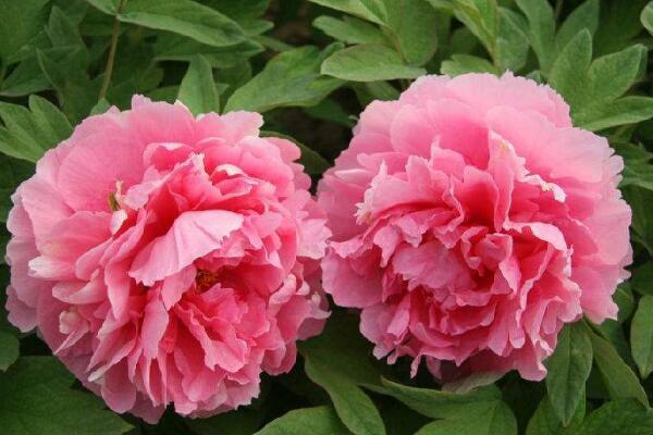 牡丹花的寓意，繁榮昌盛、吉祥富貴