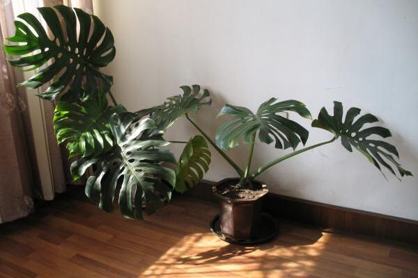 龜背竹除甲醛嗎，可以除甲醛但效果一般