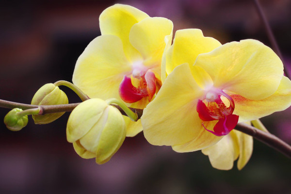 蝴蝶蘭花謝后怎么處理，及時修剪/換土換盆/補充肥料