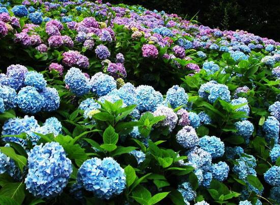 繡球花怎么繁殖，繡球花的扦插方法