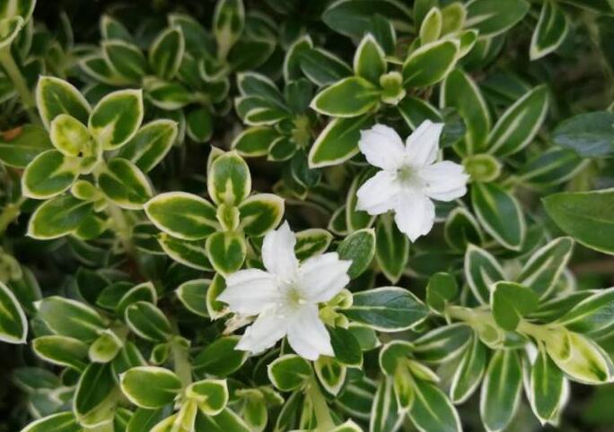 六月雪葉子發(fā)黃脫落怎么辦，分正常落葉和不正常落葉原因