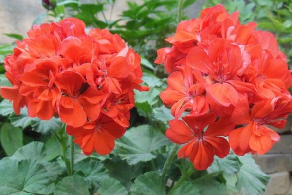 天竺葵過冬方法，5大要點(diǎn)可確保天竺葵順利過冬