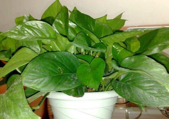 綠蘿會(huì)開(kāi)花嗎，綠蘿開(kāi)花預(yù)示著什么