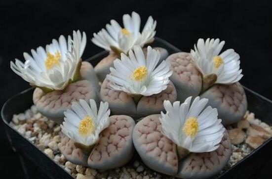 生石花家庭養(yǎng)護(hù)，老農(nóng)總結(jié)最實(shí)用五大要點(diǎn)