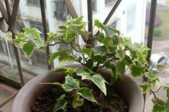 常春藤怎么扦插，做好六大要點存活率百分百