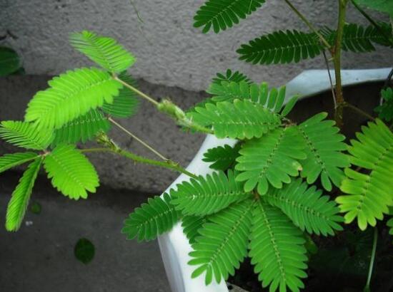 含羞草葉子為什么發(fā)黃，含羞草葉子發(fā)黃怎么辦