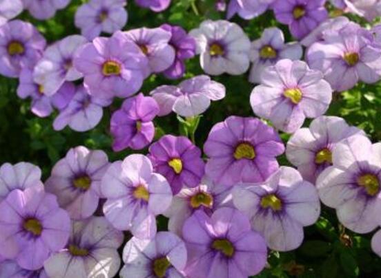 牽?；ǖ奶攸c(diǎn)有哪些，細(xì)數(shù)牽?；筇攸c(diǎn)