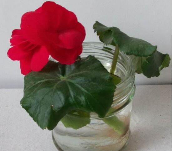 海棠花可以水培嗎，四季海棠的水插方法