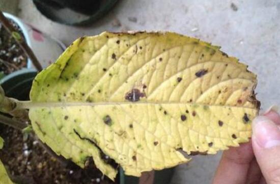 繡球花葉子發(fā)黃原因，繡球花葉子發(fā)黃怎么辦