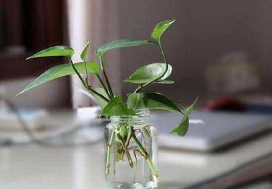 綠蘿扦插快速生根方法，綠蘿的扦插方法圖解