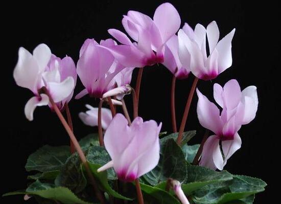 仙客來的花有什么特點，仙客來圖片大全鑒賞