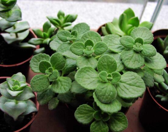 驅(qū)蚊草碰碰香有毒嗎，無毒/凈化空氣、醒腦提神