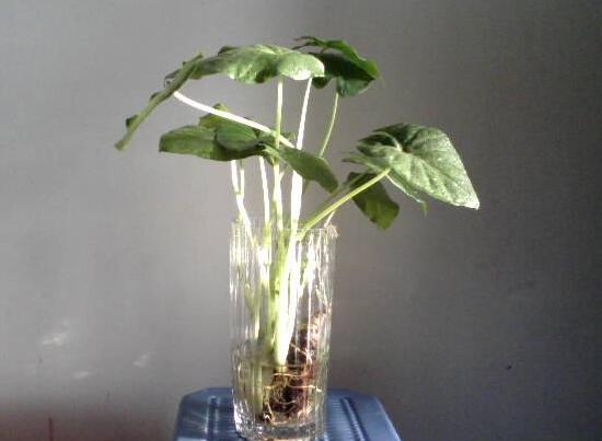 萬年青可以水養(yǎng)嗎，水培萬年青的養(yǎng)殖方法和注意事項(xiàng)