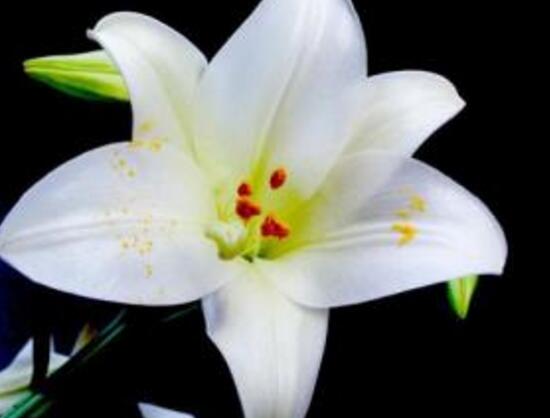 百合花有毒嗎，百合花放在臥室好嗎/影響睡眠