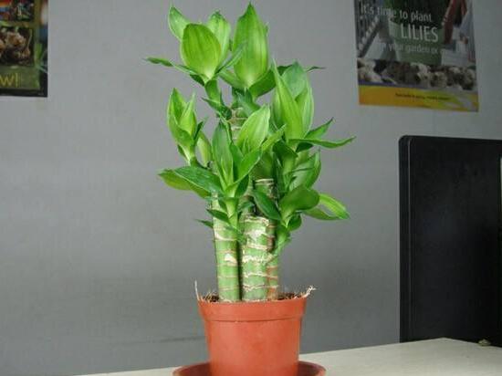 富貴竹的根爛了怎么辦，富貴竹爛根處理方法