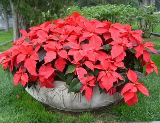 品紅種類有多少，一品紅種類大全(圖片)