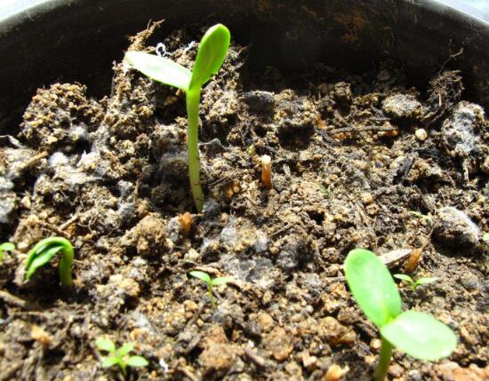 仙客來種子什么時候種，仙客來種子多久發(fā)芽