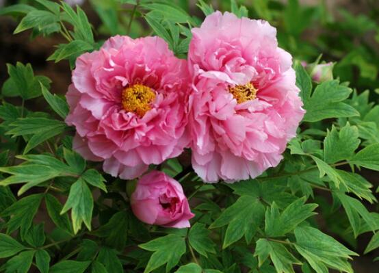 牡丹花養(yǎng)殖方法和注意事項，老農(nóng)總結七大基本養(yǎng)殖方法