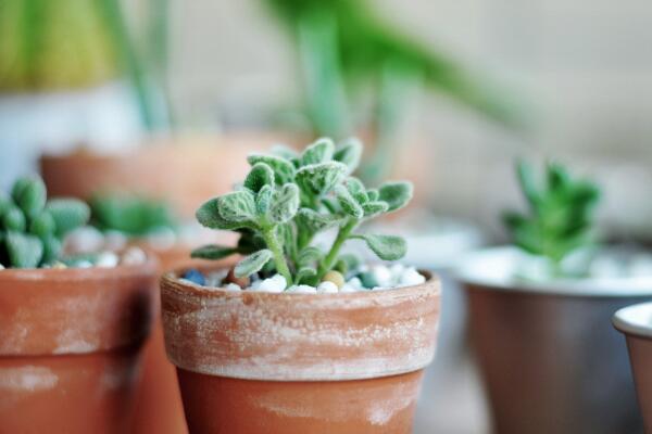 碰碰香幾月份可以扦插，扦插最佳時(shí)間在5-10月