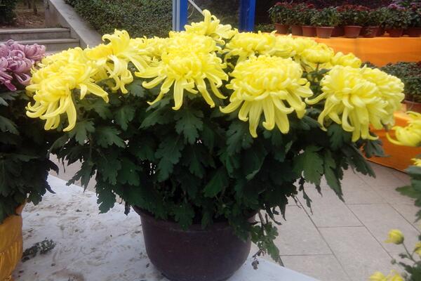 盆栽菊花的養(yǎng)殖方法，以下5點必須要掌握