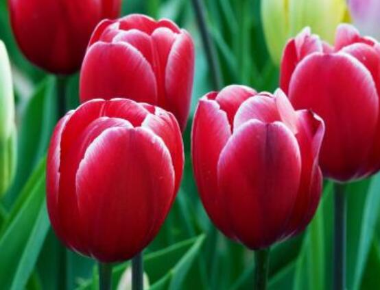 郁金香的養(yǎng)護方法，老農(nóng)教你簡單易學(xué)四種方法(土培和水培)