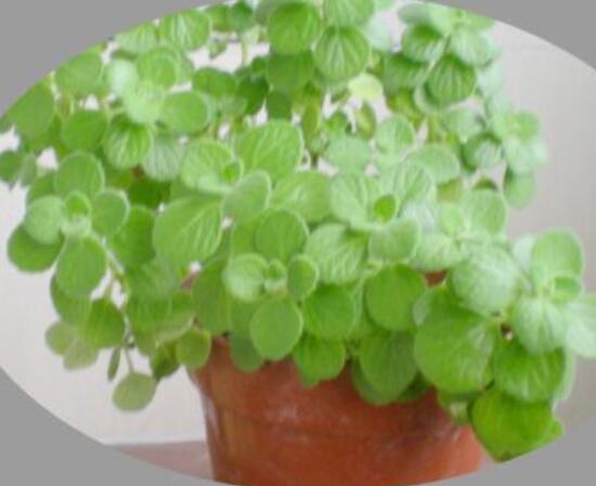 碰碰香為什么一碰就香，其原理主要為葉枕澎壓作用