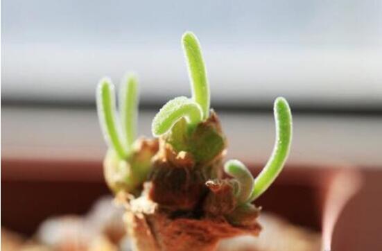 碧光環(huán)開花嗎，會開/從種植到開花需要5-7年(時間漫長)