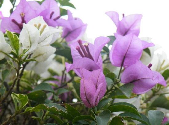 三角梅有毒嗎，三角梅可以放在臥室嗎/有毒不可以