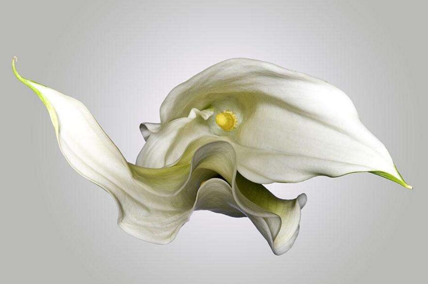 盆栽馬蹄蓮的養(yǎng)殖方法，生長環(huán)境很重要