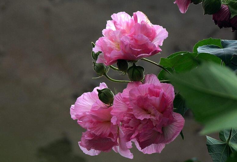 木芙蓉花的病蟲害防治，對癥下藥很重要