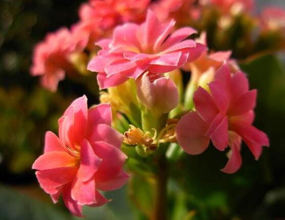 長壽花可以水培嗎，長壽花水培方法