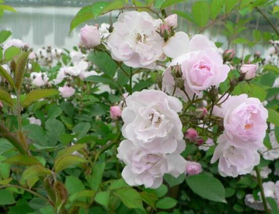 薔薇花的種類，薔薇花最受歡迎八大品種